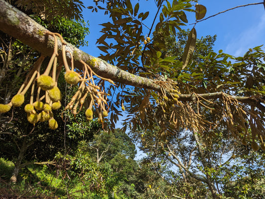 Exploring the World of A-Durian: Unveiling the Secrets of Premium Durian Cultivation