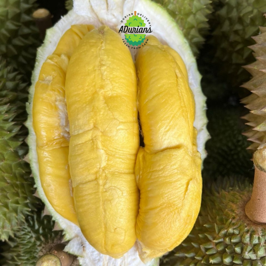 Fresh from Farm - Premium Old Tree Musang King Durian, Highland Grown for Exquisite Quality and Taste